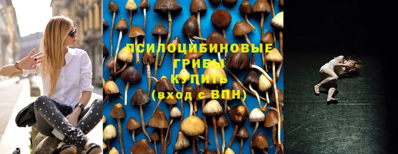 как найти наркотики  Новоалександровск  Псилоцибиновые грибы Magic Shrooms 